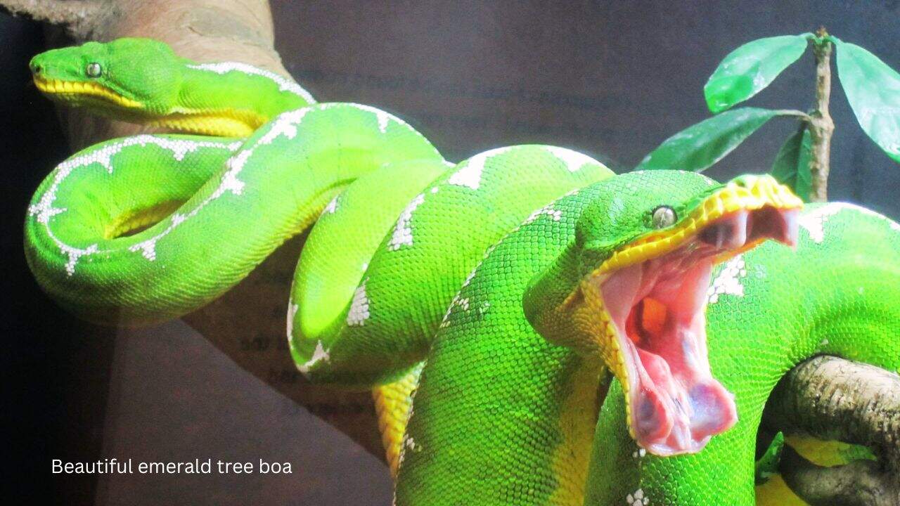 Emerald-Tree-Boa