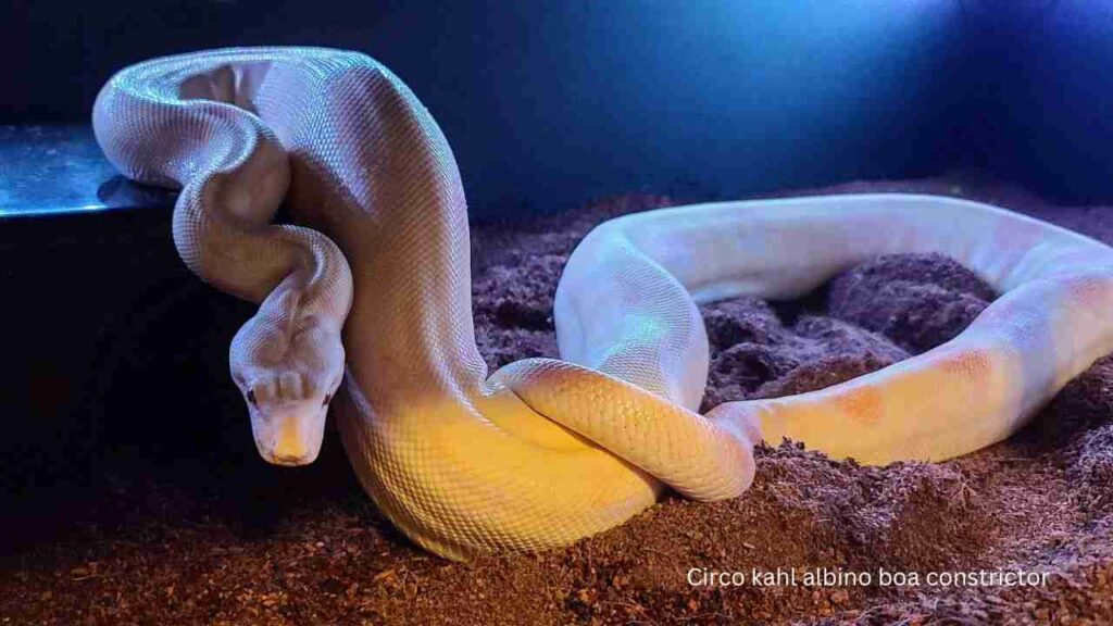 albino-boa-constrictor