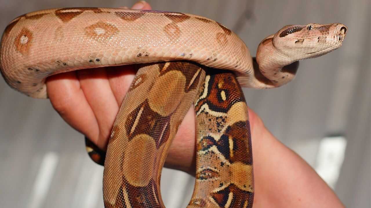 Colombian-Red-Tail-Boas