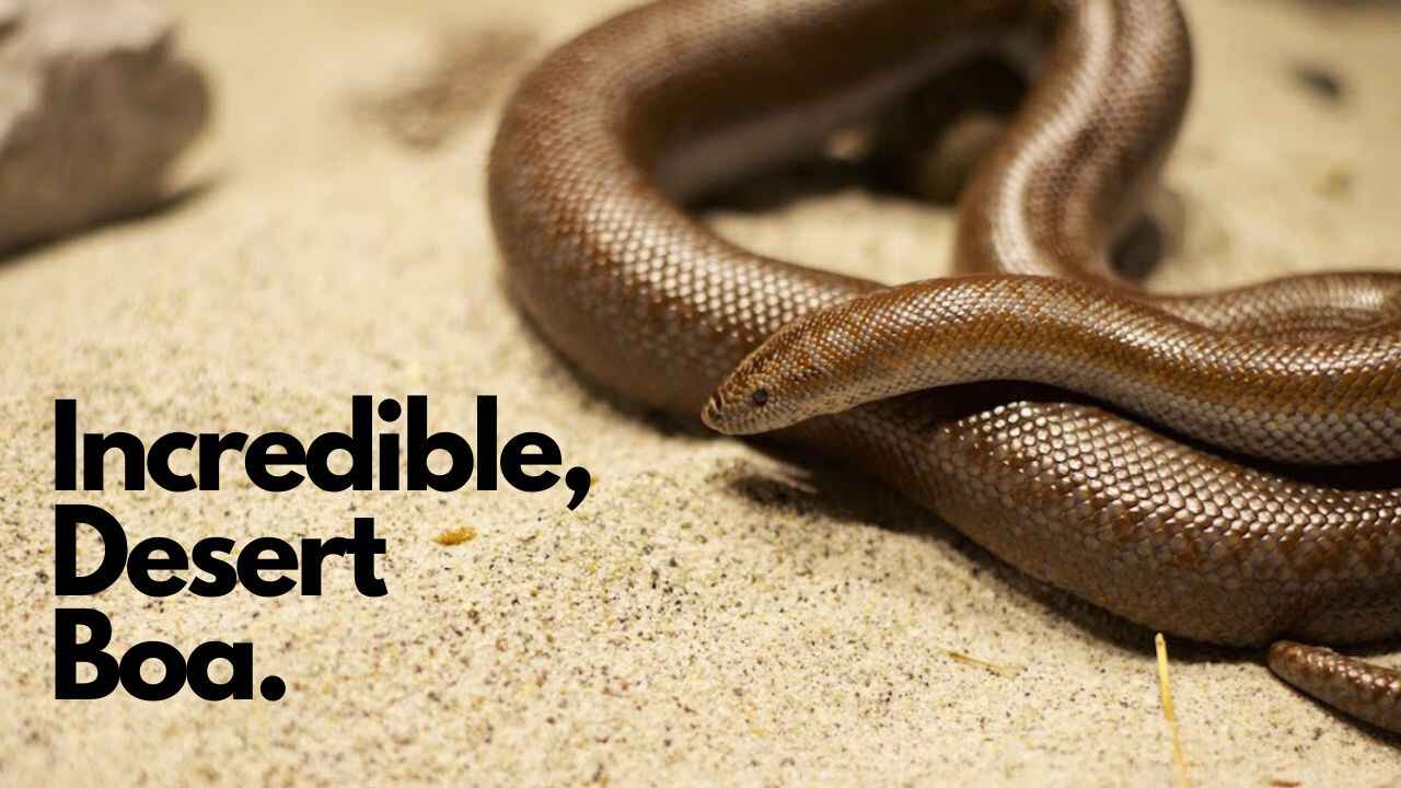 Desert-Rosy-Boa