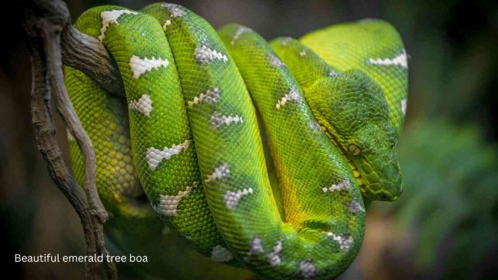 Emerald-Tree-Boa