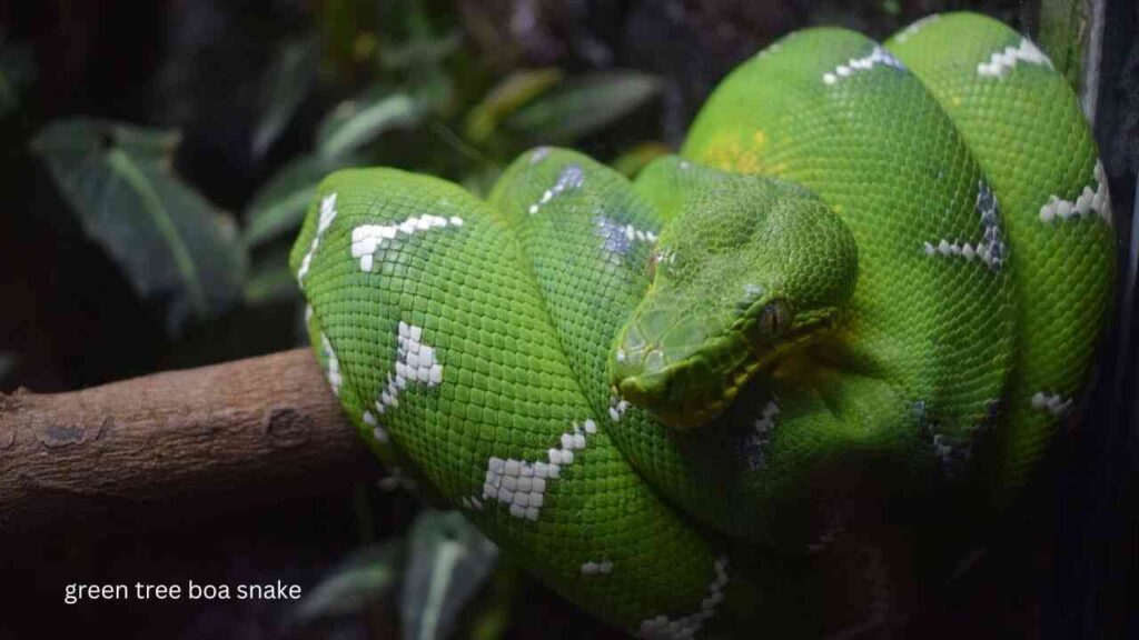 Tree-Boa