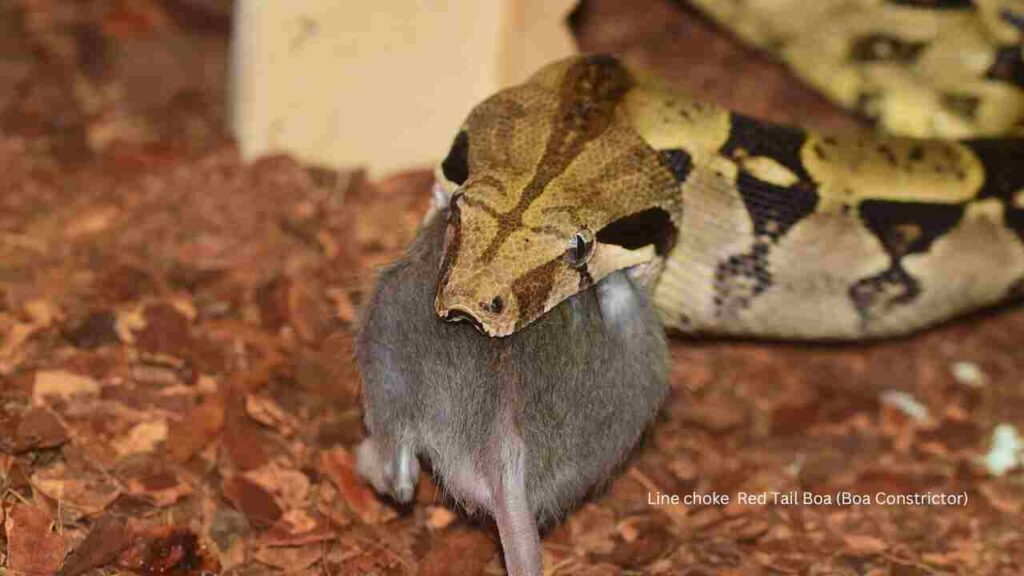 red-tailed-boa