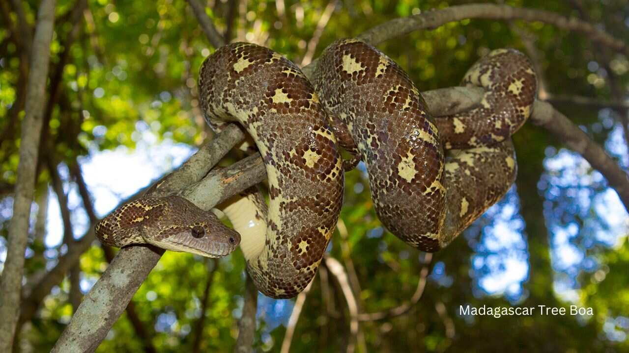 Tree-Boa