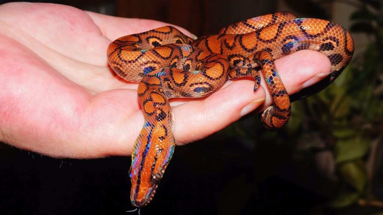 Peruvian-Rainbow-Boa