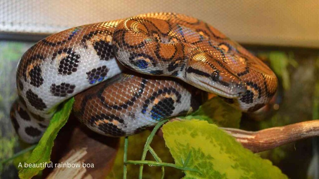 Peruvian-Rainbow-Boa