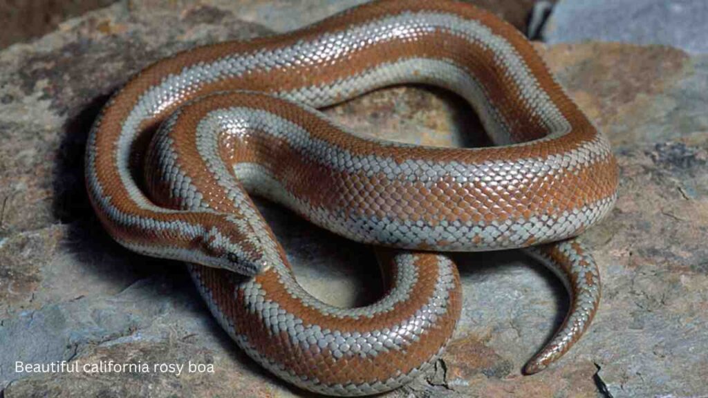 Desert-Rosy-Boa