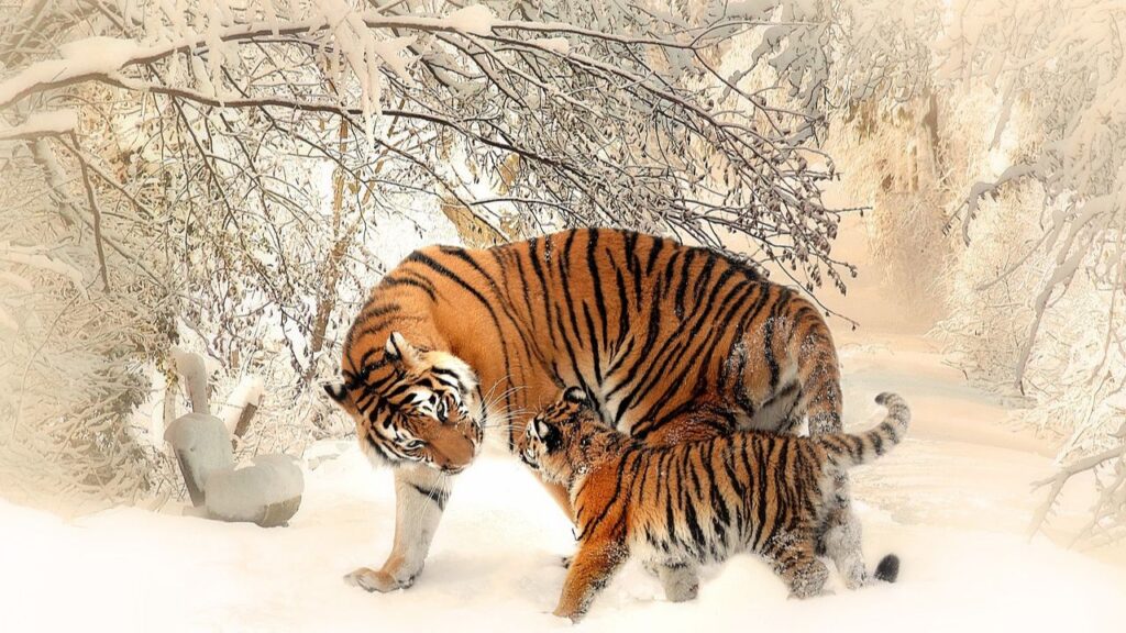 most beautiful tiger with baby