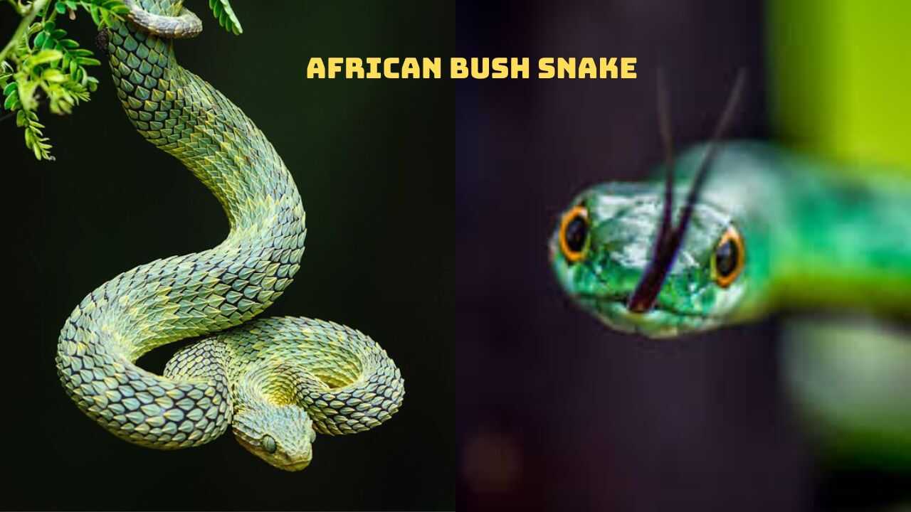 African-Bush-Snake