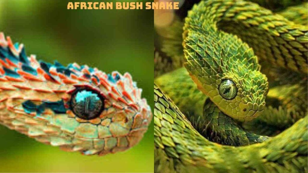 African-Bush-Snake