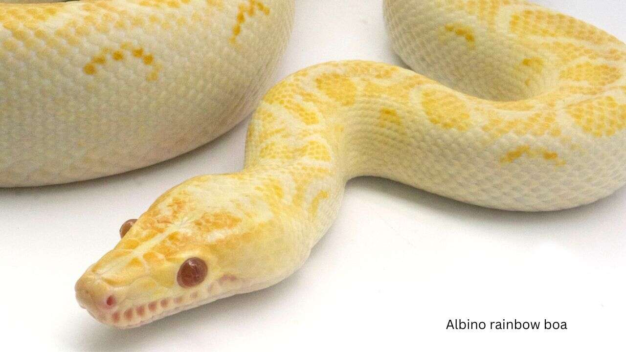 Albino-rainbow-boa