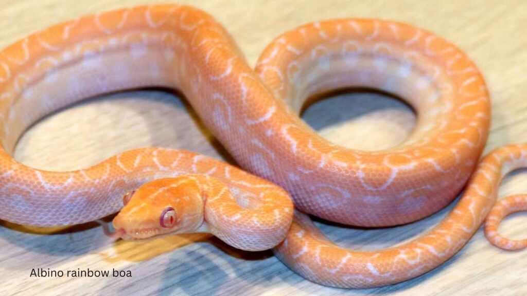 Albino-rainbow-boa