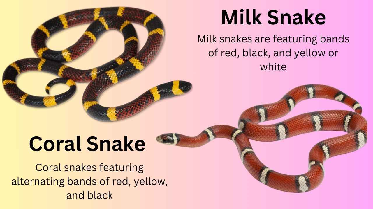 Coral-snake-vs-Milk-snake