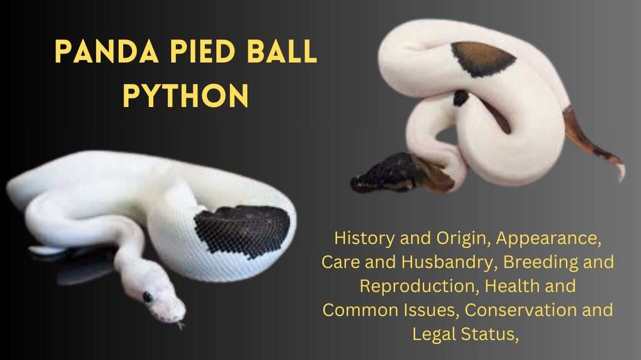 panda-pied-ball-python