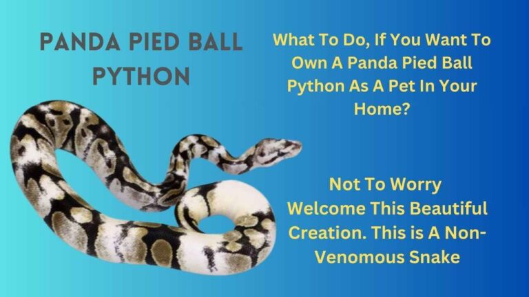 Panda-pied-ball-python