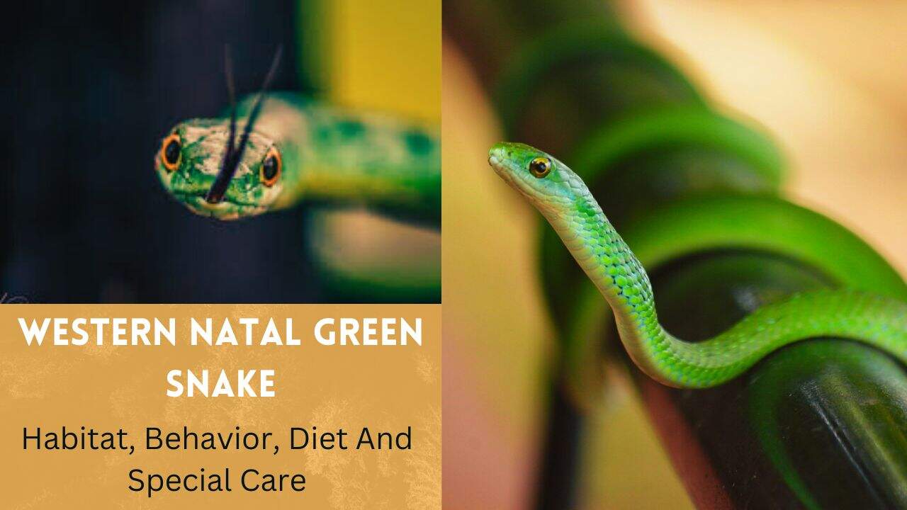 western-natal-green-snake