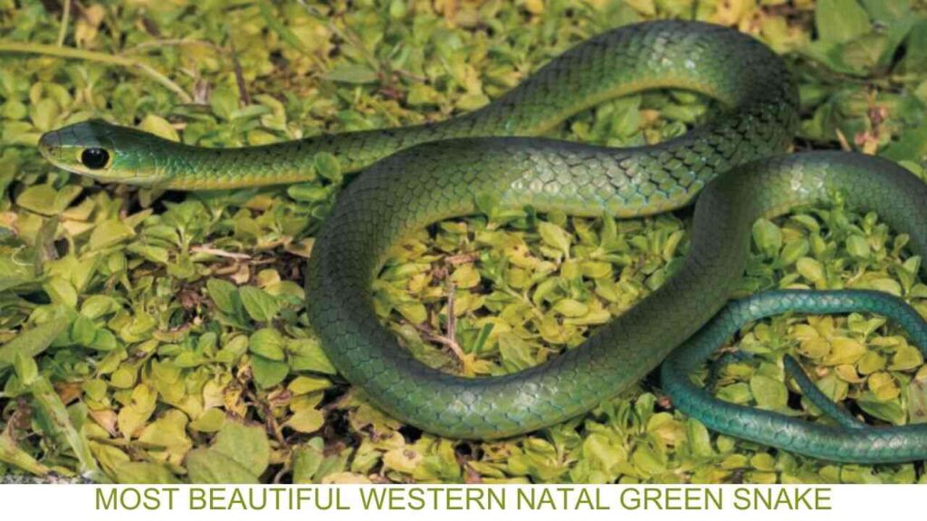 Western-natal-green-snake